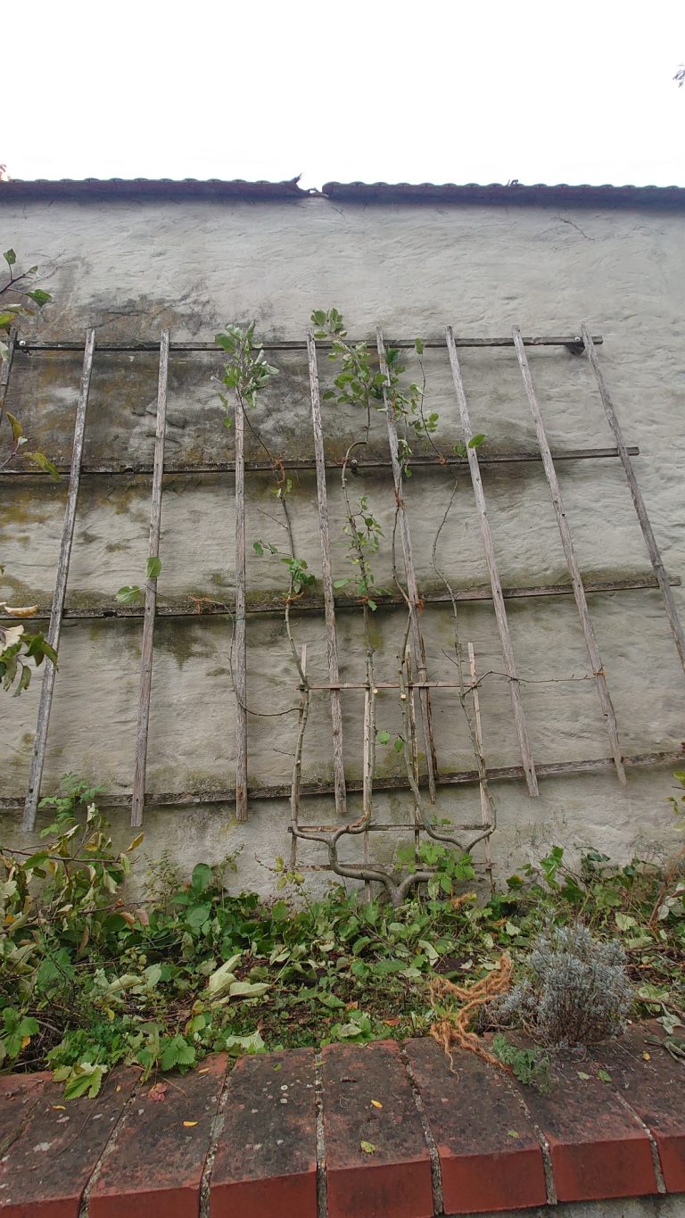 Geschnittenes Spalier Geschnittenes Spalier