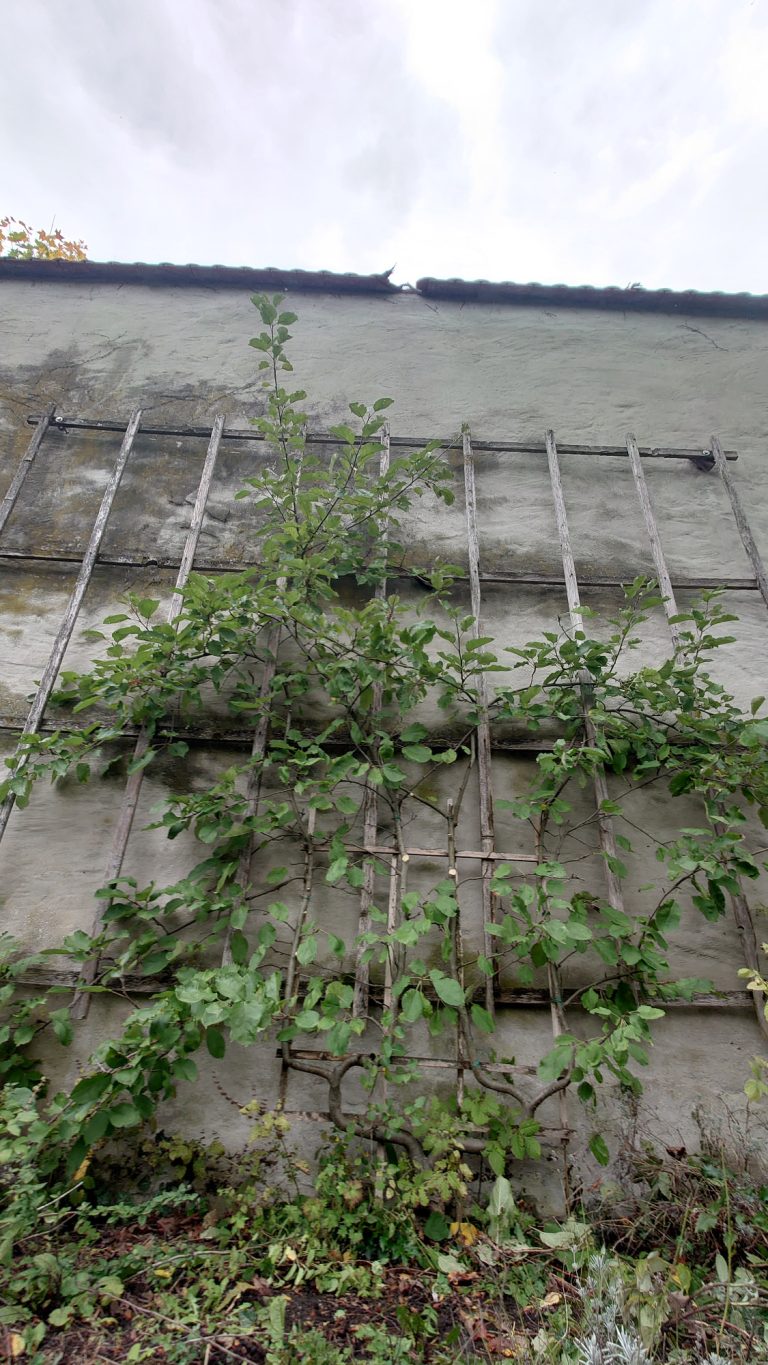 Ungeschnittenes Spalier Ungeschnittenes Spalier